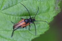 Stenurella melanura