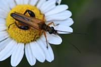 Oedemera podagrariae