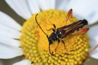 Stenopterus rufus