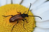 Pseudovadonia livida