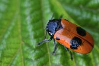 Clytra laeviuscula