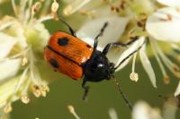 Cryptocephalus bipunctatus