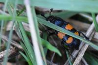 Nicrophorus vespilloides