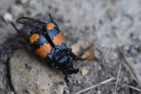Nicrophorus vespilloides