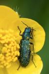 Psilothrix viridicoerulea