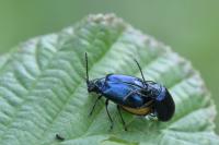 Agelastica alni