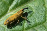Lixus pulverulentus
