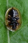 Cassida vibex