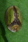 Cassida vibex