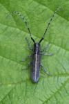 Agapanthia cardui