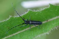 Agapanthia cardui