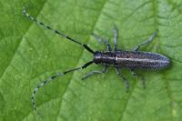 Agapanthia cardui