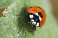 Coccinella septempunctata