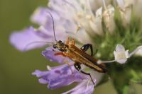 Oedemera podagrariae