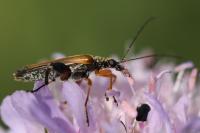 Oedemera podagrariae