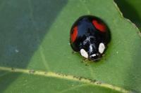 Harmonia axyridis