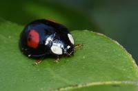 Harmonia axyridis