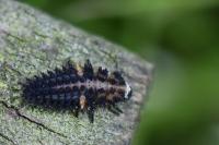 Exochomus quadripustulatus