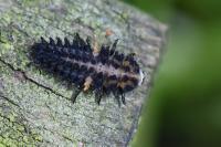 Exochomus quadripustulatus