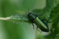 Psilothrix viridicoerulea