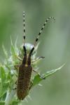 Agapanthia dahli
