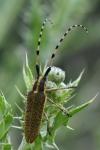 Agapanthia dahli