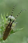 Agapanthia dahli