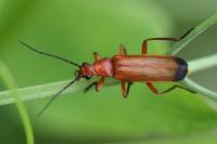 Rhagonycha fulva