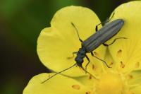 Oedemera lurida