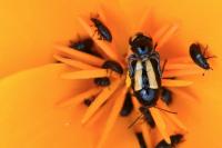 Cryptocephalus vittatus