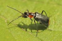Axinotarsus pulicarius