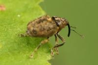 Ceutorhynchus pallidactylus