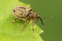 Ceutorhynchus pallidactylus
