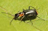 Axinotarsus pulicarius