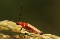 Rhagonycha fulva