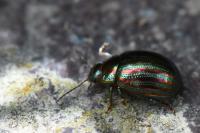 Chrysolina americana