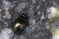 Chrysolina americana