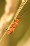 Rhagonycha fulva