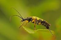 Rutpela maculata