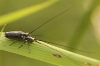 Calamobius filum