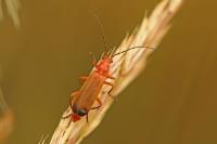 Rhagonycha fulva