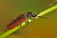 Omalisus fontisbellaquei