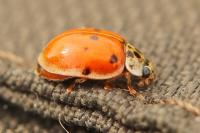 Adalia decempunctata
