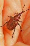 Rhynchites auratus