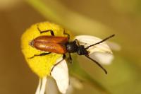 Pseudovadonia livida