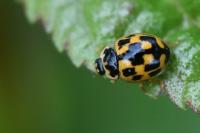 Propylea quatuordecimpunctata