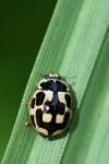 Propylea quatuordecimpunctata