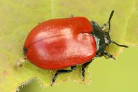 Chrysomela populi