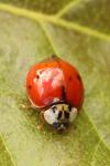 Harmonia axyridis