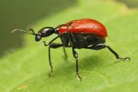 Apoderus coryli
